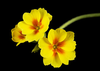 Yellow flowers of primrose, isolated on black background