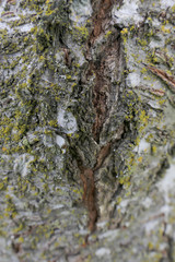 texture on the trunk of a tree