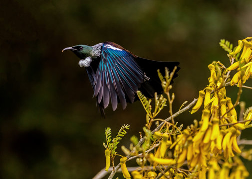 Tūī takes off in flight from kowhai tree