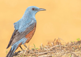 Blue rock thrush and great light
