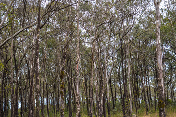Fototapeta premium Eucalypts