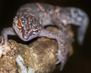 Endangered kuroiwa's ground gecko and it's amazing red eyes.