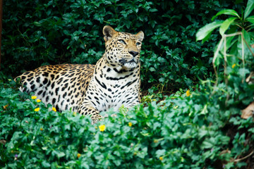 Leopard in the forest