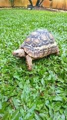 Pardalis Babcocki on the grass portrait