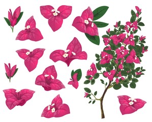 Bougainville plant of Mexico, isolated vector bougainvillea branch, pink flowers and green leaves. Exotic Mexican blossoms, evergreen plant growing in Peru and South America, realistic 3d icons set - obrazy, fototapety, plakaty