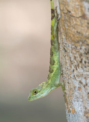 Okinawan tree lizard ( Japalura Polygonata ) and a nice out of focus background.