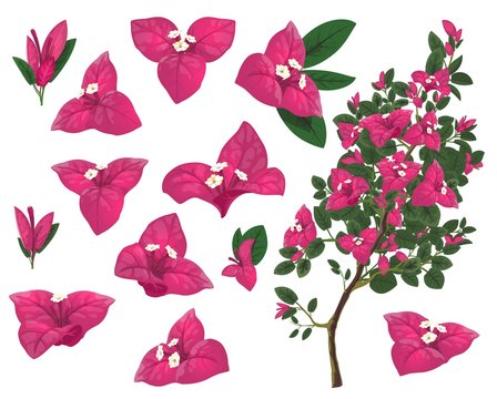 Bougainville plant of Mexico, isolated vector bougainvillea branch, pink flowers and green leaves. Exotic Mexican blossoms, evergreen plant growing in Peru and South America, realistic 3d icons set