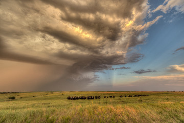 Fototapeta na wymiar Cattle on the Great Plains with Summertime Severe Weather Overhead