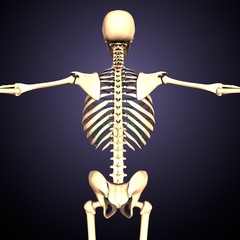 3d render of human body skeleton anatomy medical content