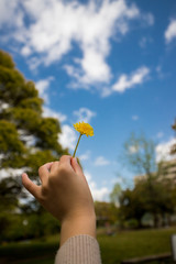 満開のタンポポの花を持っている子供の手と青空