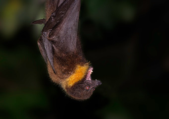 Ryukyu flying fox or fruit bat hanging from a tree