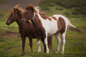 Naklejka na ściany i meble Beautiful Wild Horses in Iceland