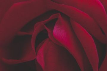 Close up Macro of the petals of a Red Rose Flower