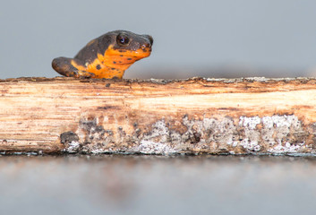 Endangered and endemic to Okinawa the awesome Sword-tail newt .