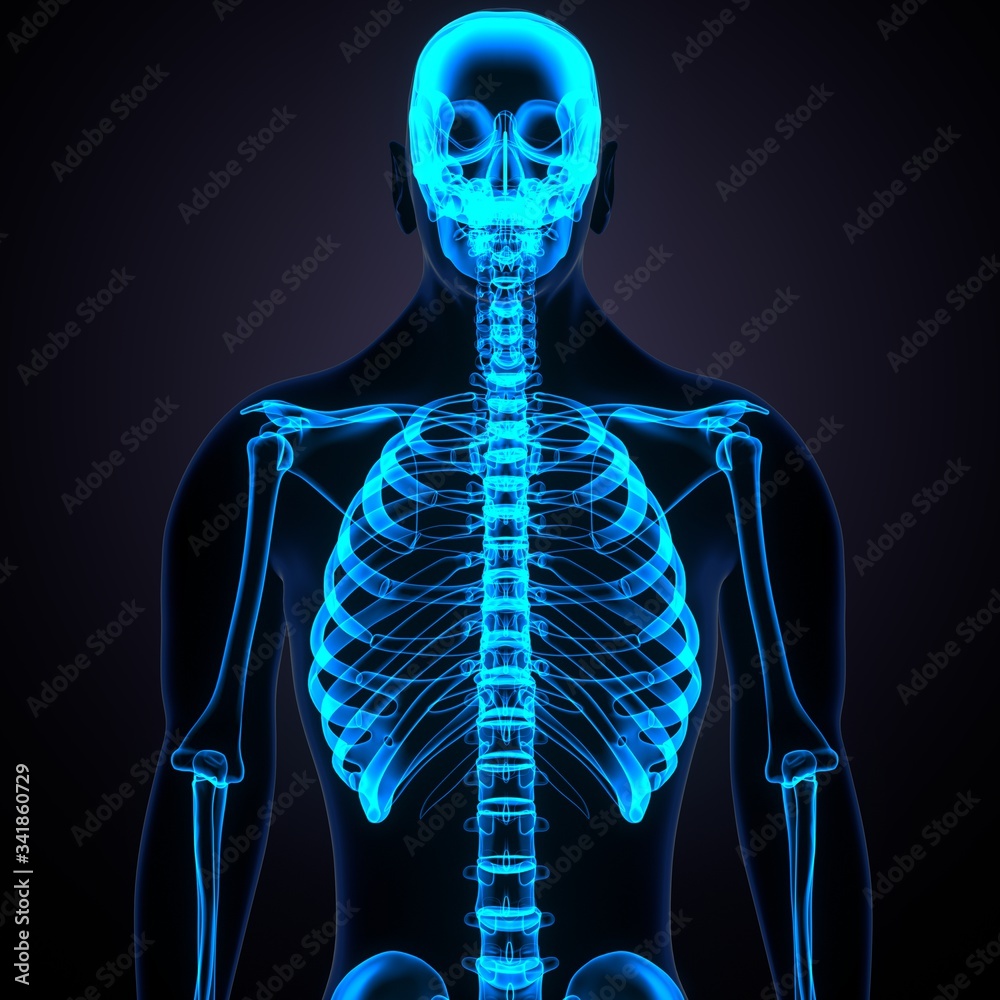 Wall mural male human body skeleton anatomy