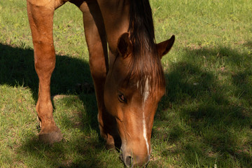 Horse Grazing in Pasture in the shade
