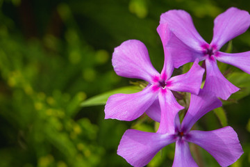 Purple Prairie Phlox with green background in soft focus
