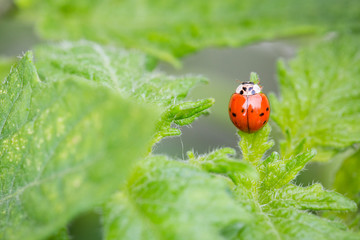 Ladybug sitting on a green fuzzy leaf