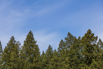 view to top of the tree and clouds on blue sky.