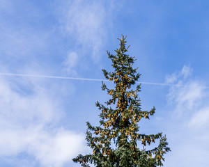 view to top of the tree and clouds on blue sky.