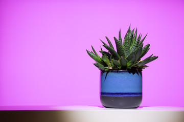 A succulent plant, likely a haworthia, in a blue pot against a hip modern pink background.