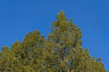 view to top of the tree and clouds on blue sky.