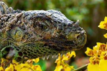 Dragon among the Orchids