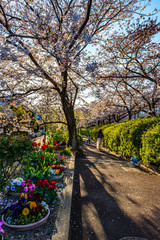 Naklejka premium 春、桜満開、宝塚中山台の遊歩道