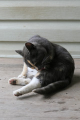 cat cleaning itself on the porch