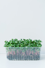 Growing micro greens isolated on white background, copy space.