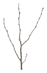 Alder plant in early spring isolated on white background