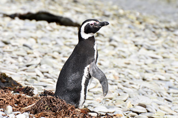 Magellanic penguin in East Falkland