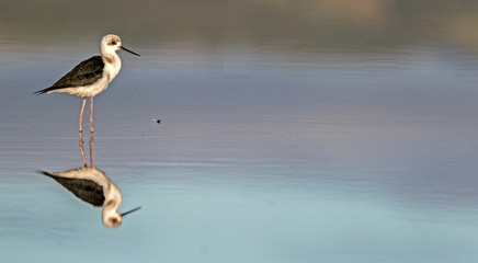 Juvenile Pied Stilt