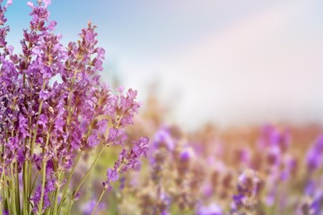Obraz premium Lavender.