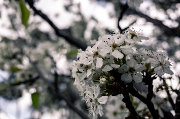 Obraz premium blooming cherry tree