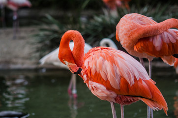 Flamingo rascándose 