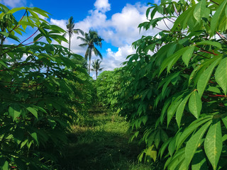 Fresh Shiny Day View In The Middle Of Cassava Plant Fields Of Agricultural Land, Ringdikit Village, North Bali, Indonesia