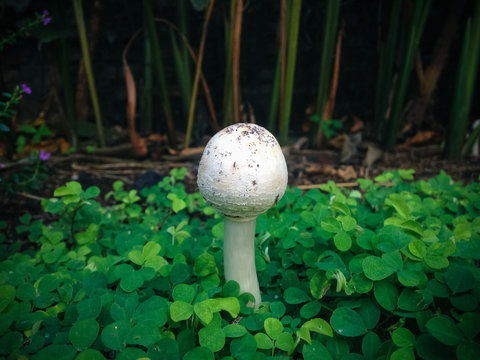 Fresh Young Tiny Wild White Mushroom Of Macrolepiota Procera Or Parasol Mushroom Grows Between Leaves Of Creeping Tick Trefoil