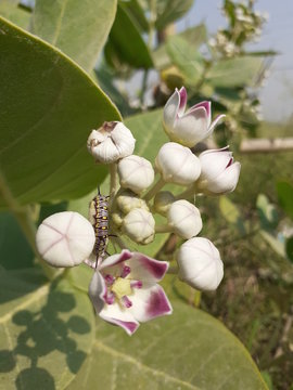 Aak or madar flowers and Caterpillar on it