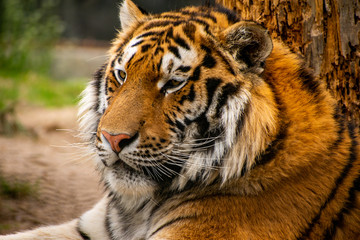 Fototapeta na wymiar A closeup portrait of a Siberian Tiger. 