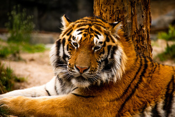 Closeup, front facing portrait of a Siberian Tiger. 