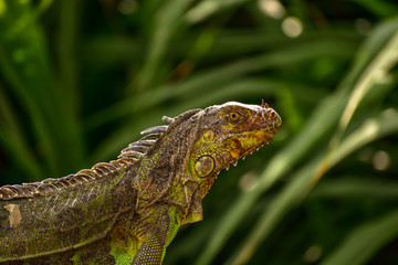 Iguana with green background