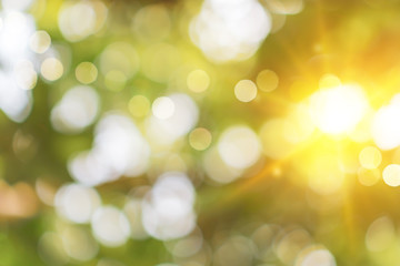 Selective green nature leaf with sunlight bokeh background.Vintage color tone style.