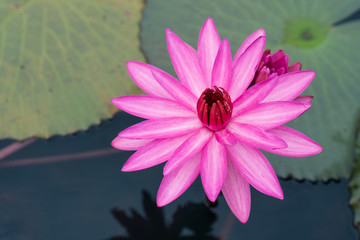 Selective focus of beautiful colorful flowers lotus in pond with summer bokeh background.