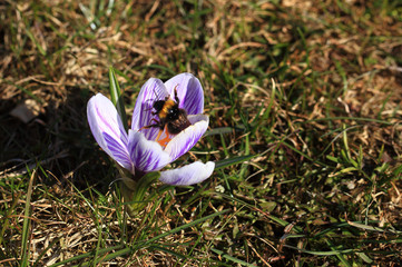 Crocus (plural: crocuses or croci) is a genus of flowering plants in the iris family. Flowers...