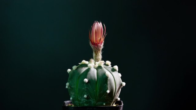 astrophytum asterias cactus flower blooming 4k time-lapse botanical 