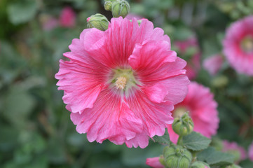 Fototapeta premium flowers from nature and gardens of mountain City Dalat, Vietnam 