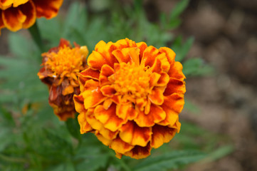 flowers from nature and gardens of mountain City Dalat, Vietnam  