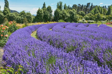 Naklejka na ściany i meble Beautifully blooming fragrant purple lavender