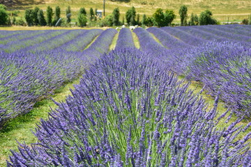 Fototapeta na wymiar Field of full blooming ornamental lavender